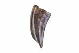 Small Theropod (Raptor) Tooth - Judith River Formation #72546-1